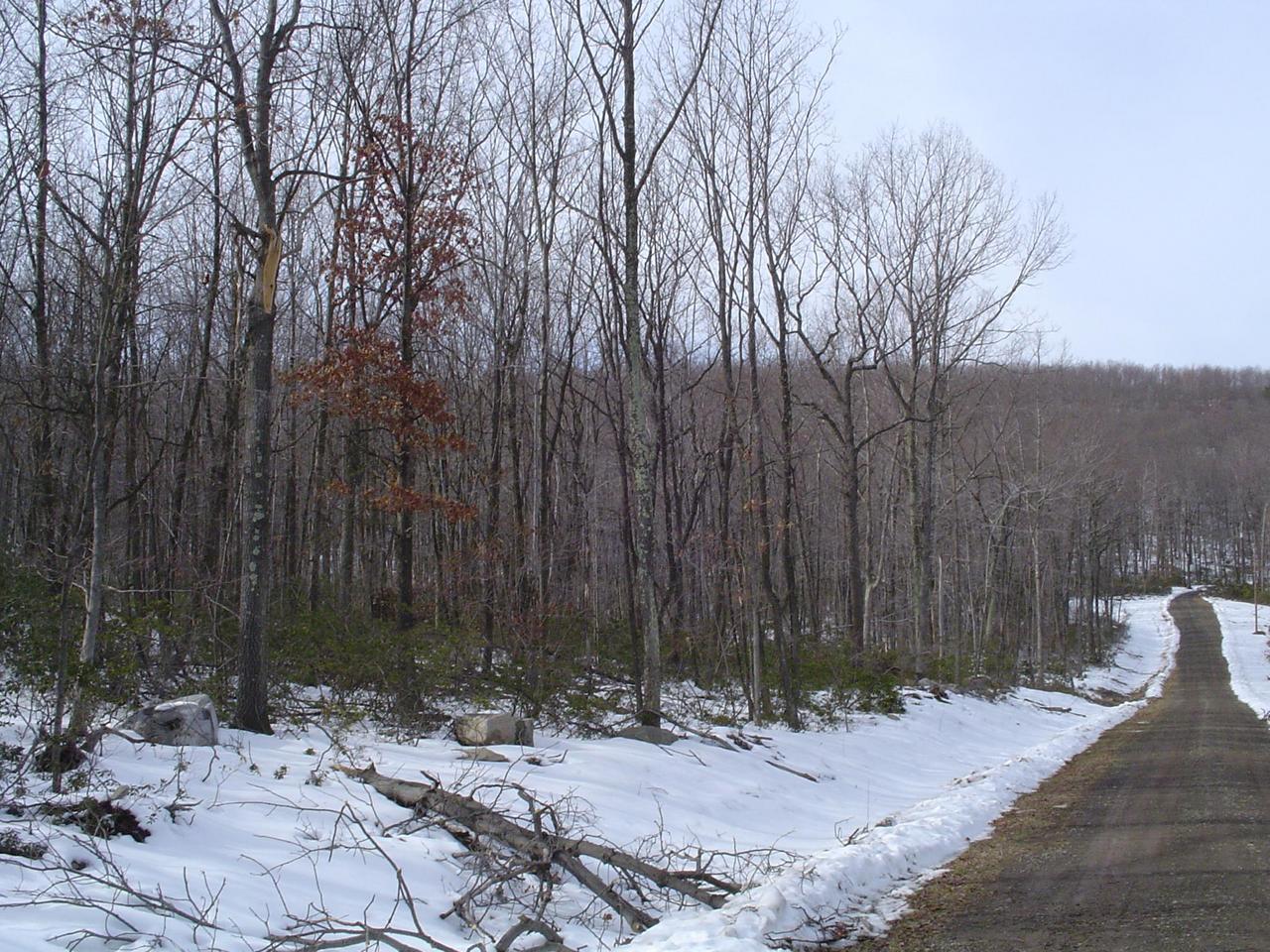 a wooden bench with trees in the background