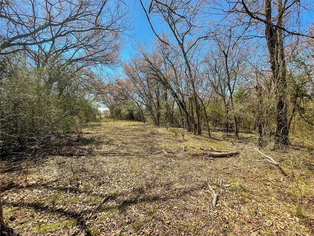 a view of a yard with trees
