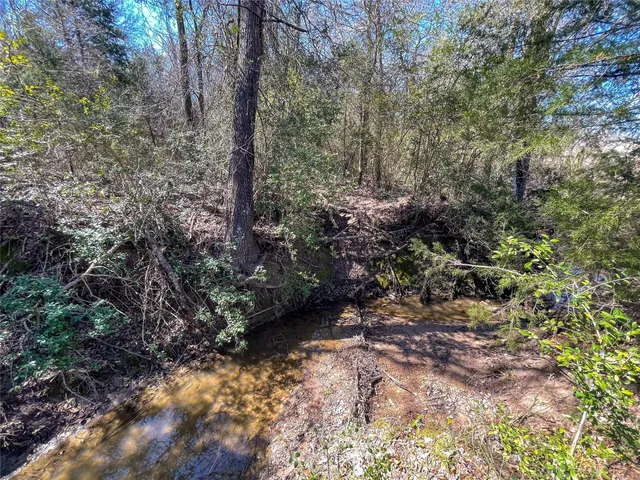 a view of a forest with trees