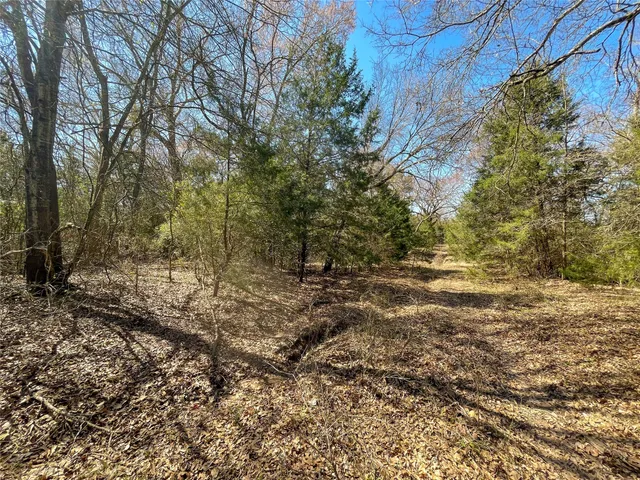 a view of a yard with a tree
