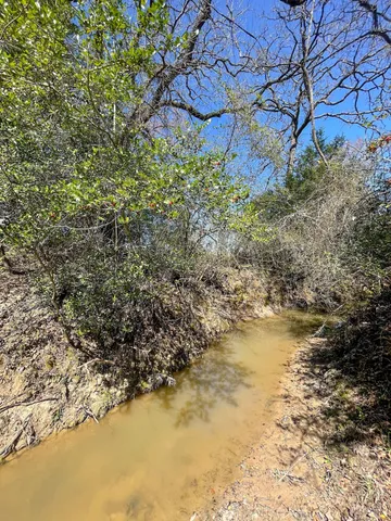 a view of a yard with plants and trees