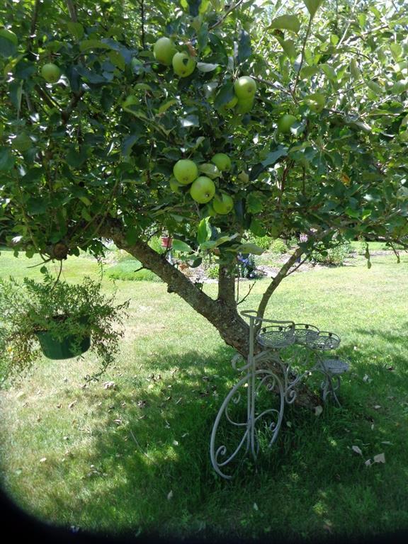 581 Pond Road Standish, ME 04084 - Photo 31 of 35 Apple Tree