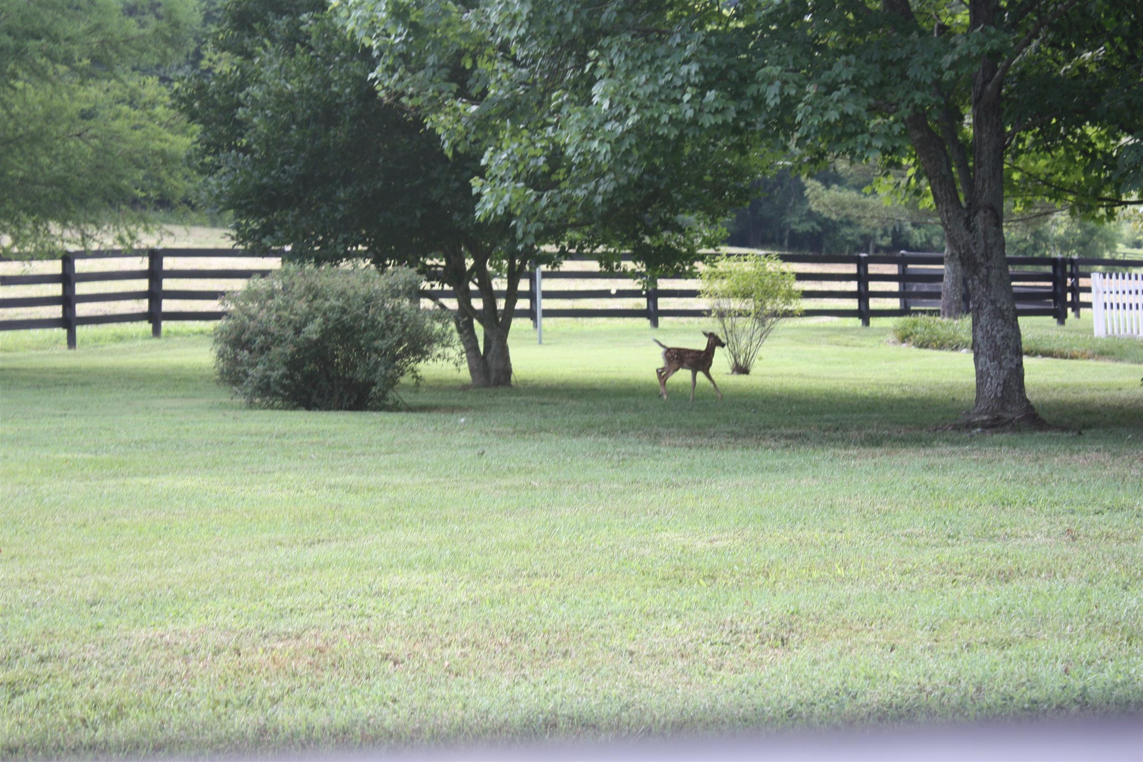 2260 Skinner Road Arrington, TN 37014 - Photo 18 of 30 You'll love watching the deer play like this fawn!