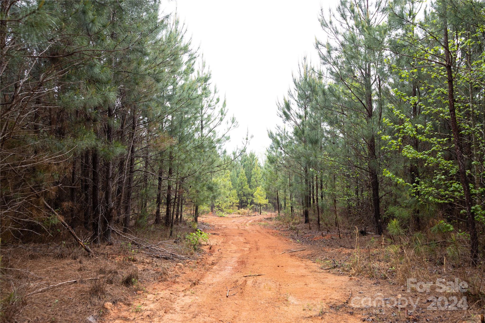 84-ac Mt Prospect Road Chester, SC 29706 - Photo 11 of 19 a view of a forest with trees in the background