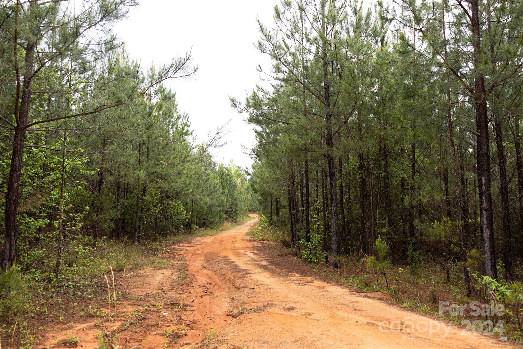 84-ac Mt Prospect Road Chester, SC 29706 - Photo 12 of 19 a view of a forest