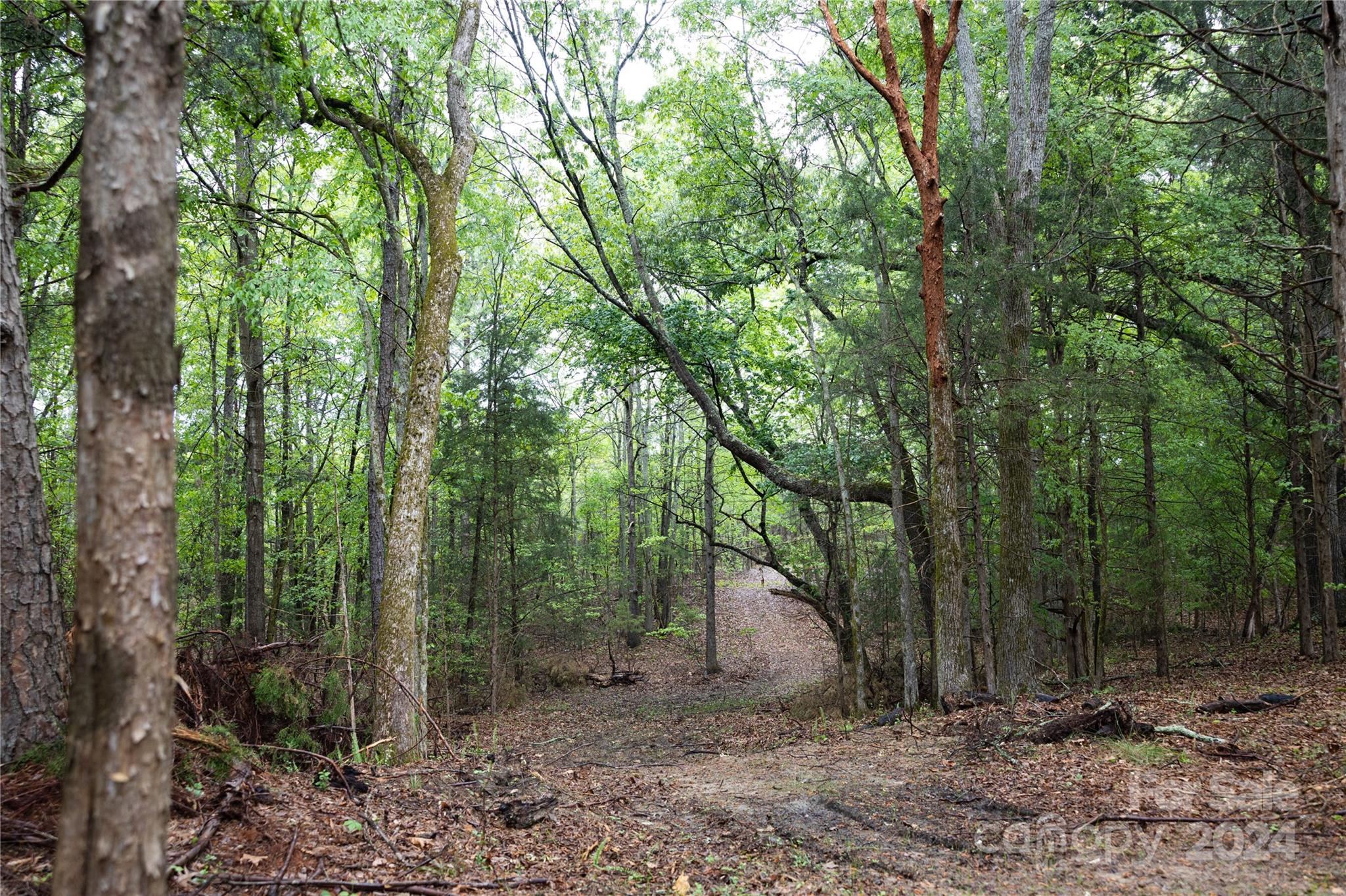84-ac Mt Prospect Road Chester, SC 29706 - Photo 13 of 19 a view of a forest filled with trees