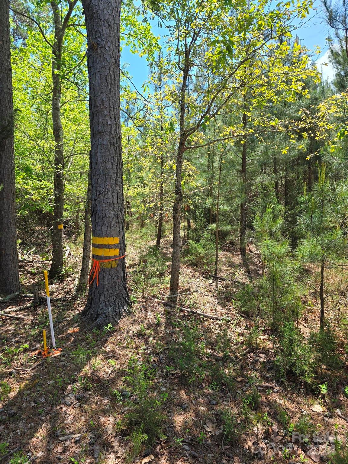 84-ac Mt Prospect Road Chester, SC 29706 - Photo 6 of 19 a backyard of a house with lots of green space