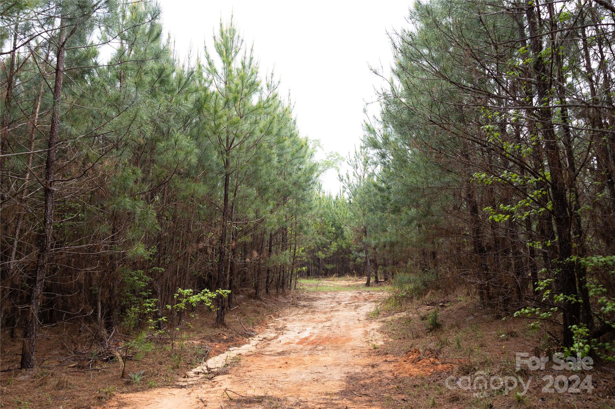 84-ac Mt Prospect Road Chester, SC 29706 - Photo 10 of 19 a view of a forest filled with trees