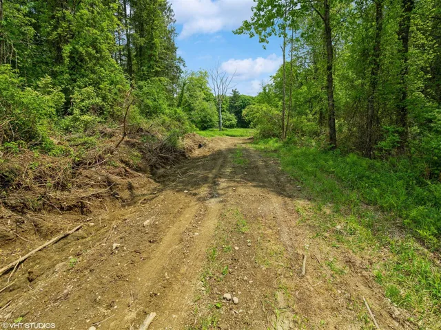 a view of a yard with plants and a large tree