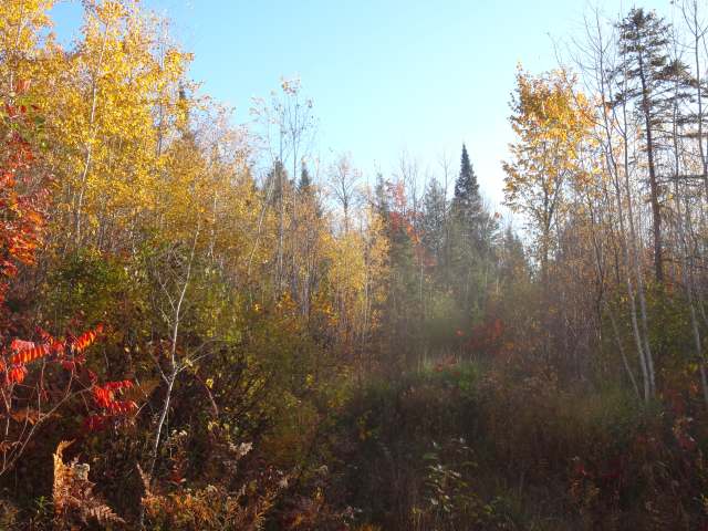 On Snake Track Road Iron Belt, WI 54536 - Photo 1 of 4 Gallery Image 1