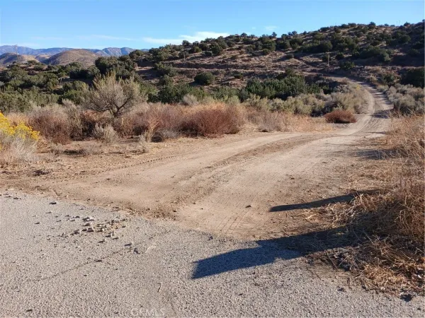 a view of a dry yard with trees