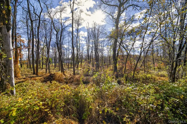 a view of a yard covered with trees