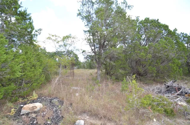 a view of a forest with trees in the background