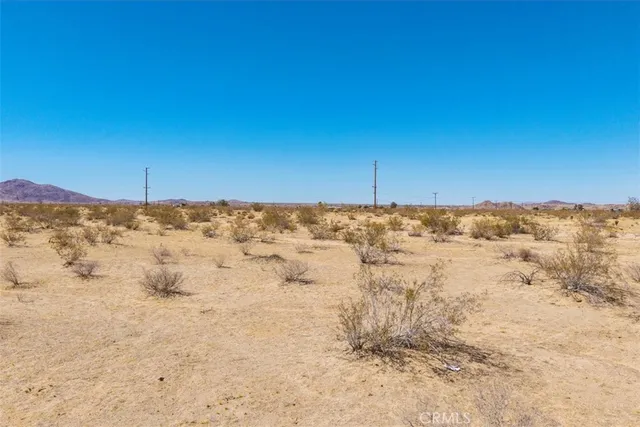 a view of a large tree