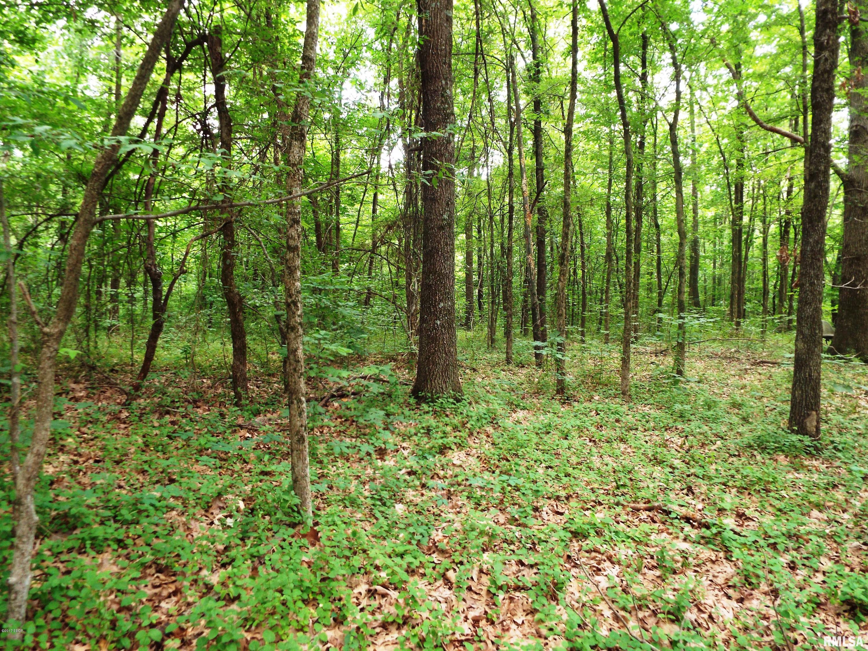 45 South US 45 Road Metropolis, IL 62960 - Photo 3 of 6
