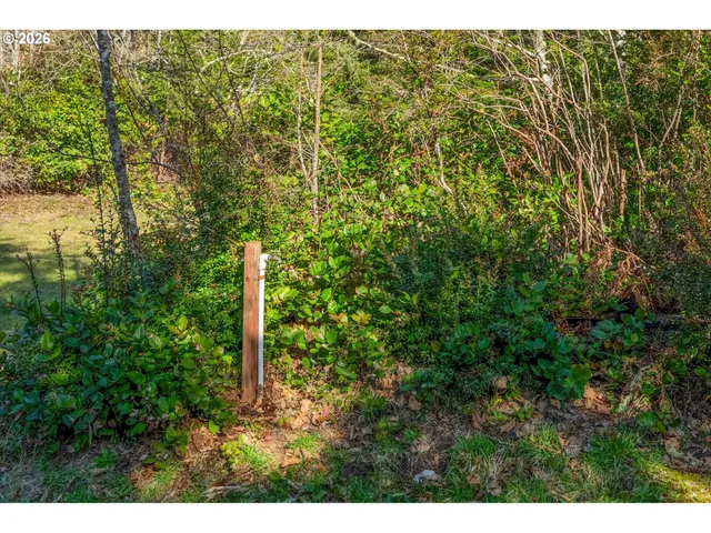 a view of a yard with plants and large trees