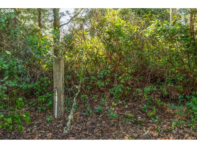 a view of a forest with a tree