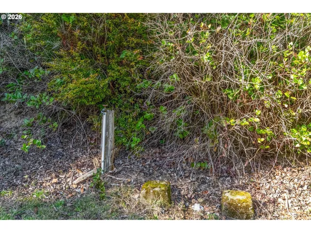 a view of a yard with plants