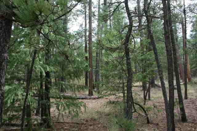 Cr 2072 Alpine, AZ 85920 - Photo 2 of 5