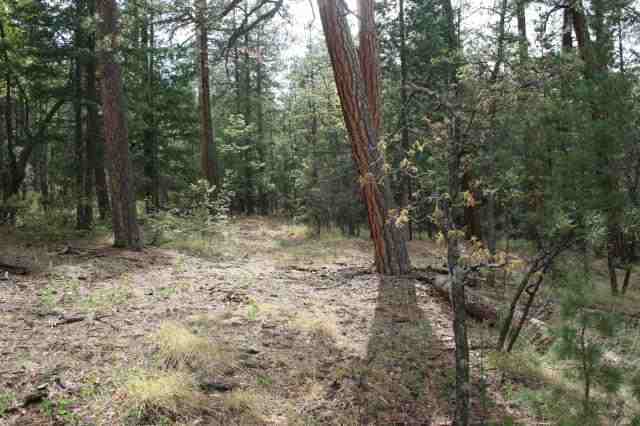 Cr 2072 Alpine, AZ 85920 - Photo 3 of 5