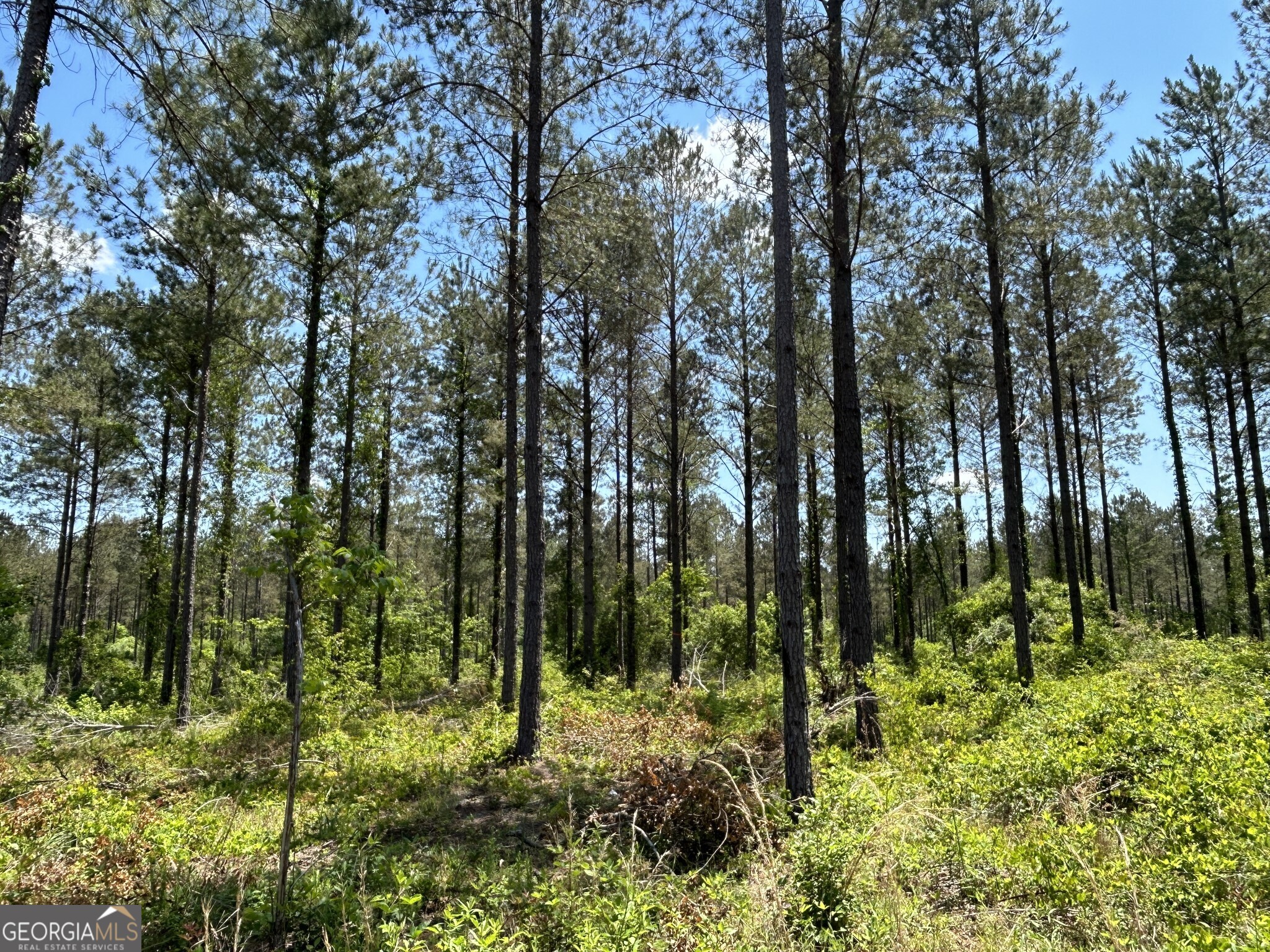 0 Springhaven Road, Unit LOT 19 Dexter, GA 31019 - Photo 2 of 16 a view of forest
