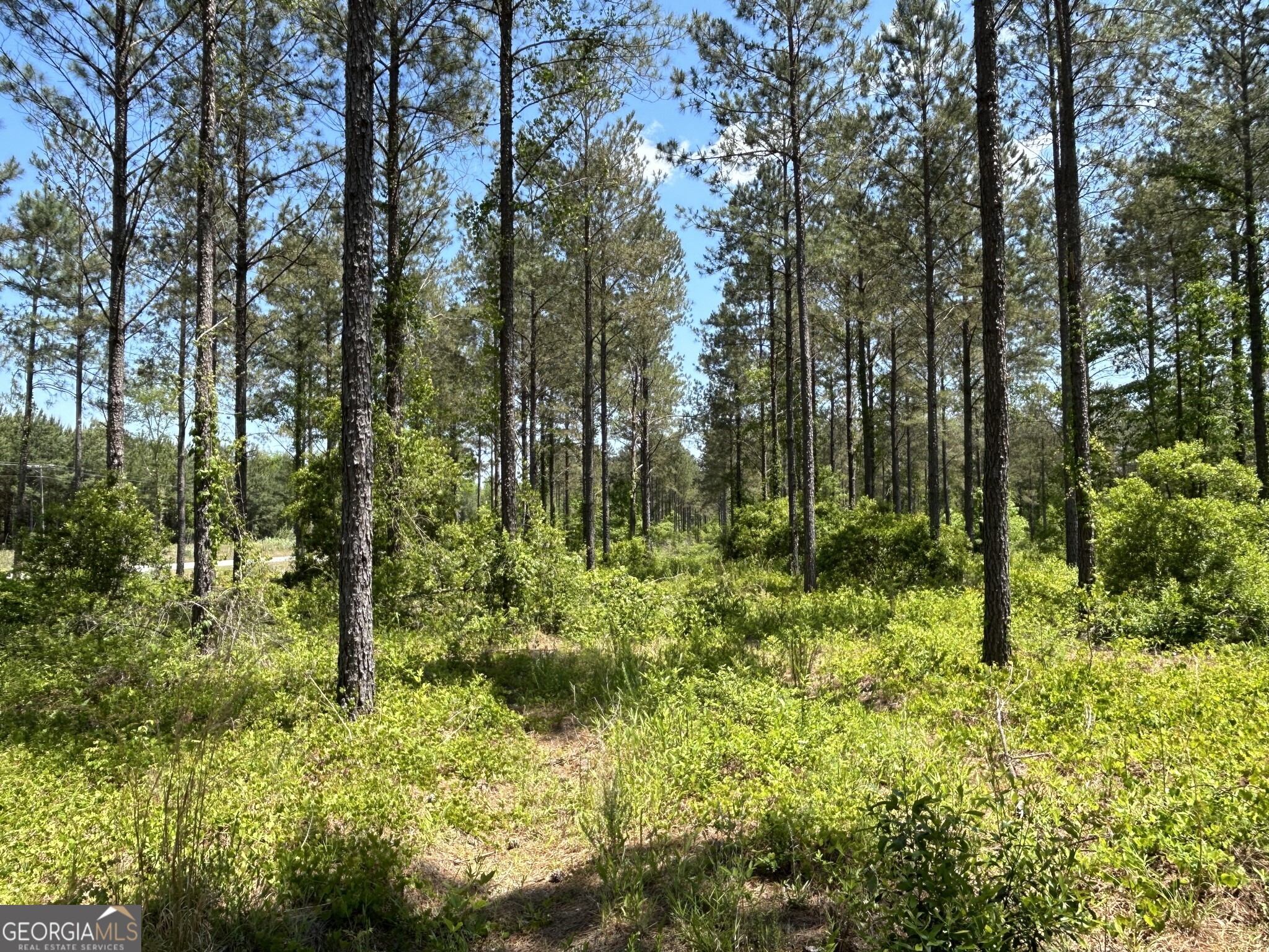 0 Springhaven Road, Unit LOT 19 Dexter, GA 31019 - Photo 7 of 16 a view of outdoor space and trees