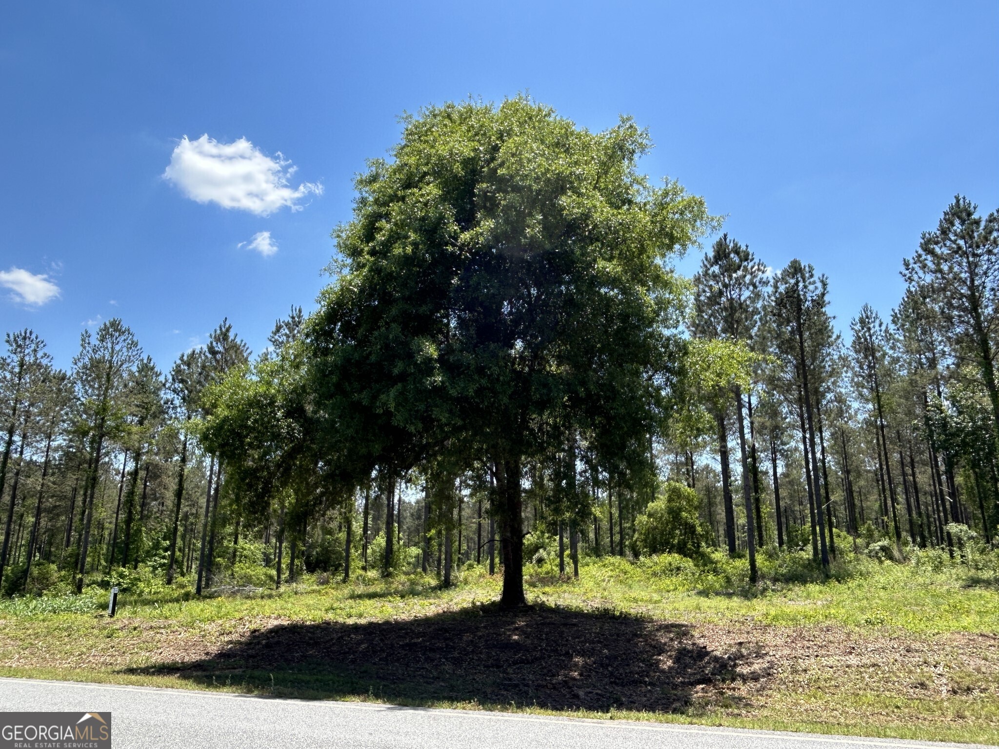 0 Springhaven Road, Unit LOT 19 Dexter, GA 31019 - Photo 9 of 16 a view of a yard in a yard with palm trees