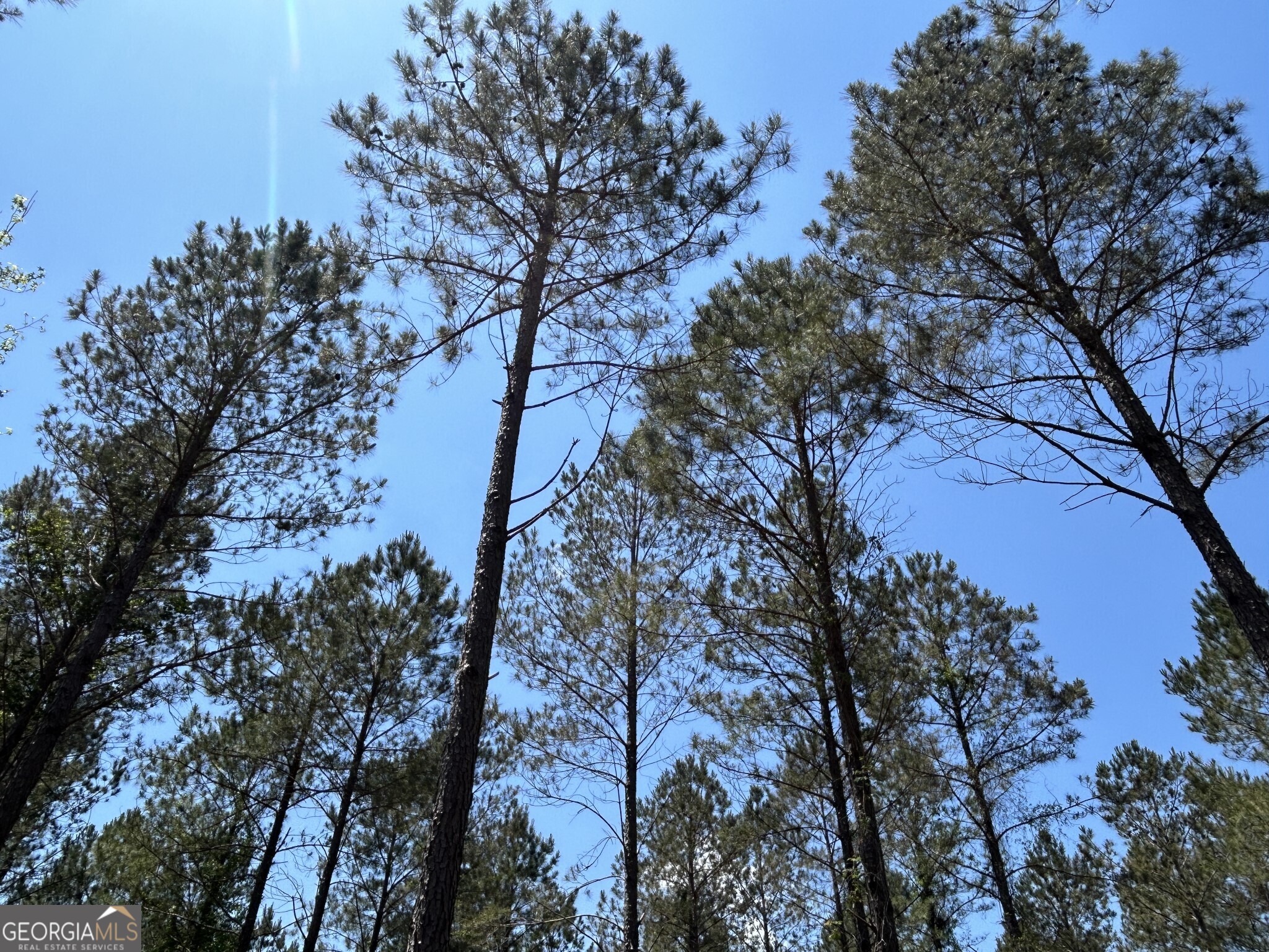 0 Springhaven Road, Unit LOT 19 Dexter, GA 31019 - Photo 10 of 16