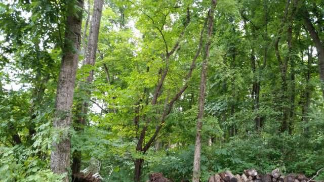 Rivers Edge Road Louisville, TN 37777 - Photo 3 of 9 435