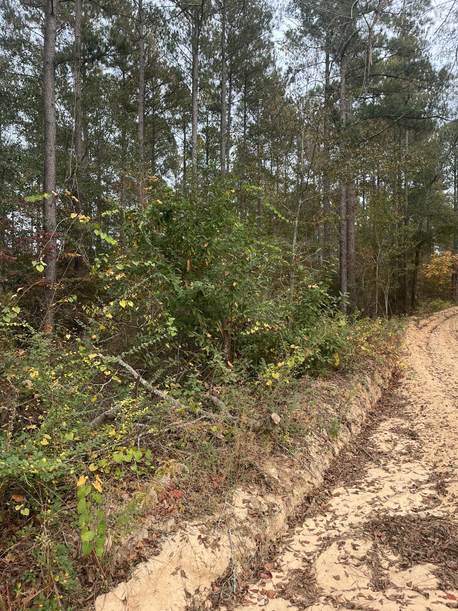 1 A Fox Young Road, Unit FYF 1A Wagener, SC 29164 - Photo 3 of 11 IMG_4767