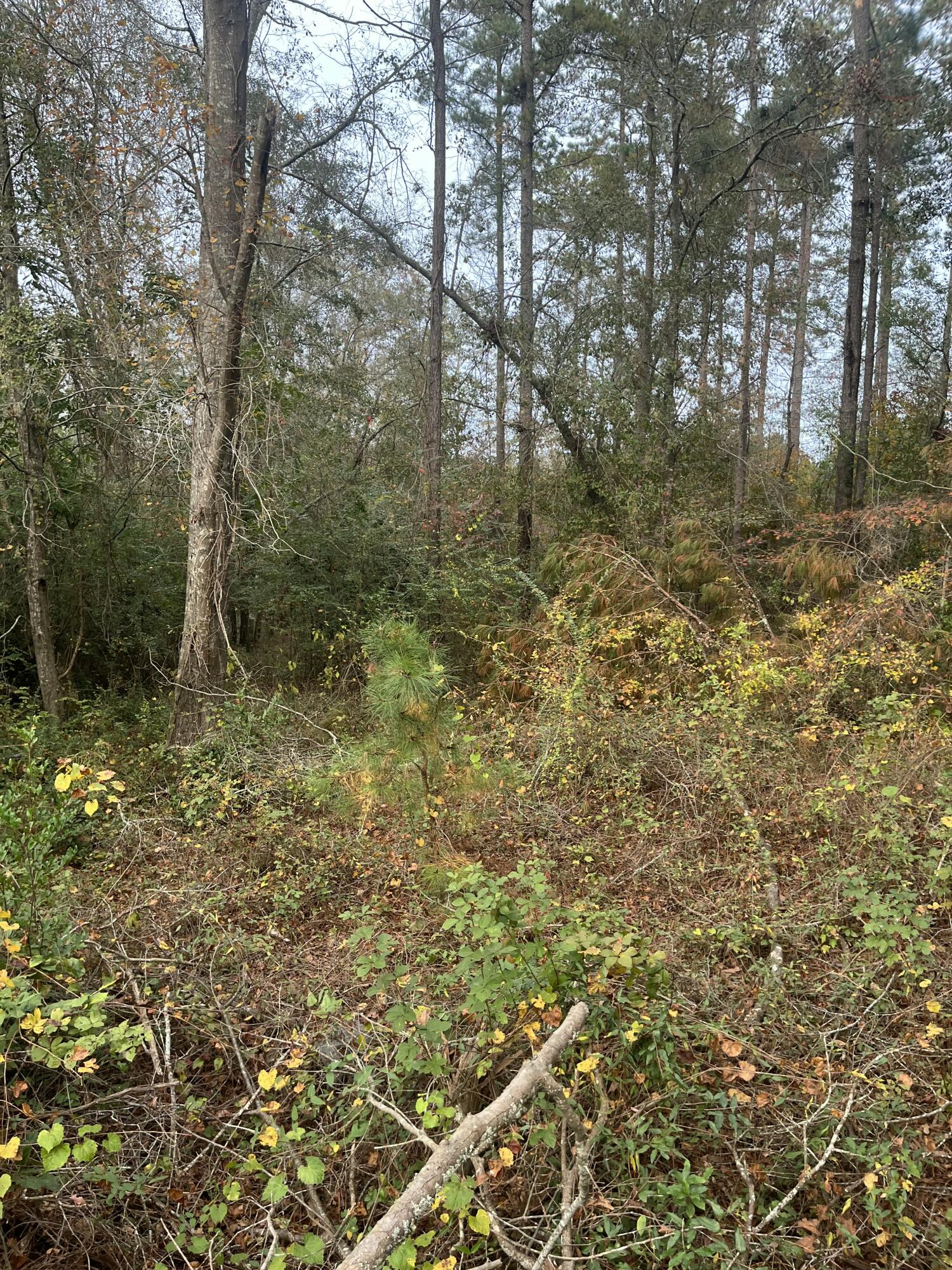 1 A Fox Young Road, Unit FYF 1A Wagener, SC 29164 - Photo 4 of 11 IMG_4768