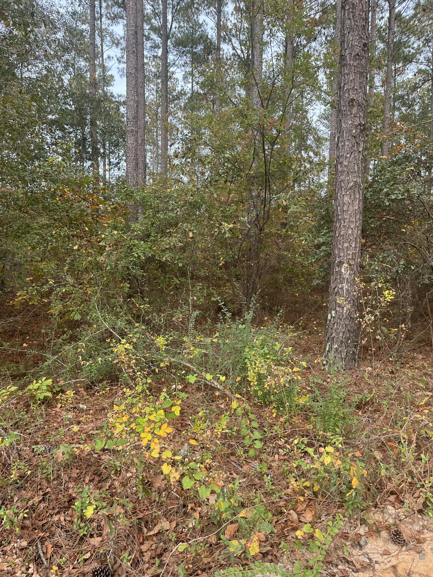 1 A Fox Young Road, Unit FYF 1A Wagener, SC 29164 - Photo 5 of 11 IMG_4769