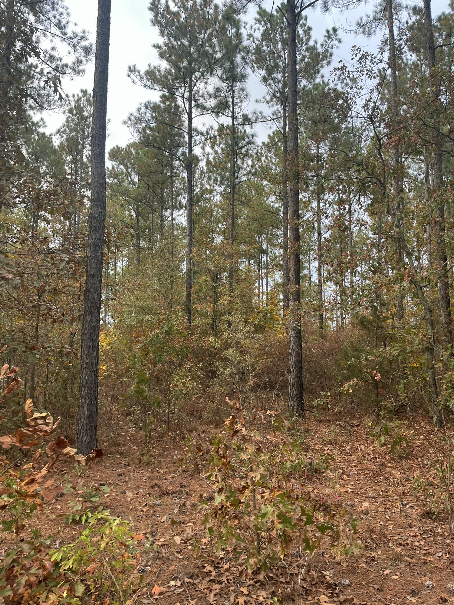 1 A Fox Young Road, Unit FYF 1A Wagener, SC 29164 - Photo 8 of 11 IMG_4774