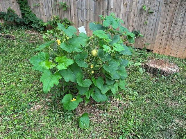 a backyard of a house with lawn chairs plants and tree