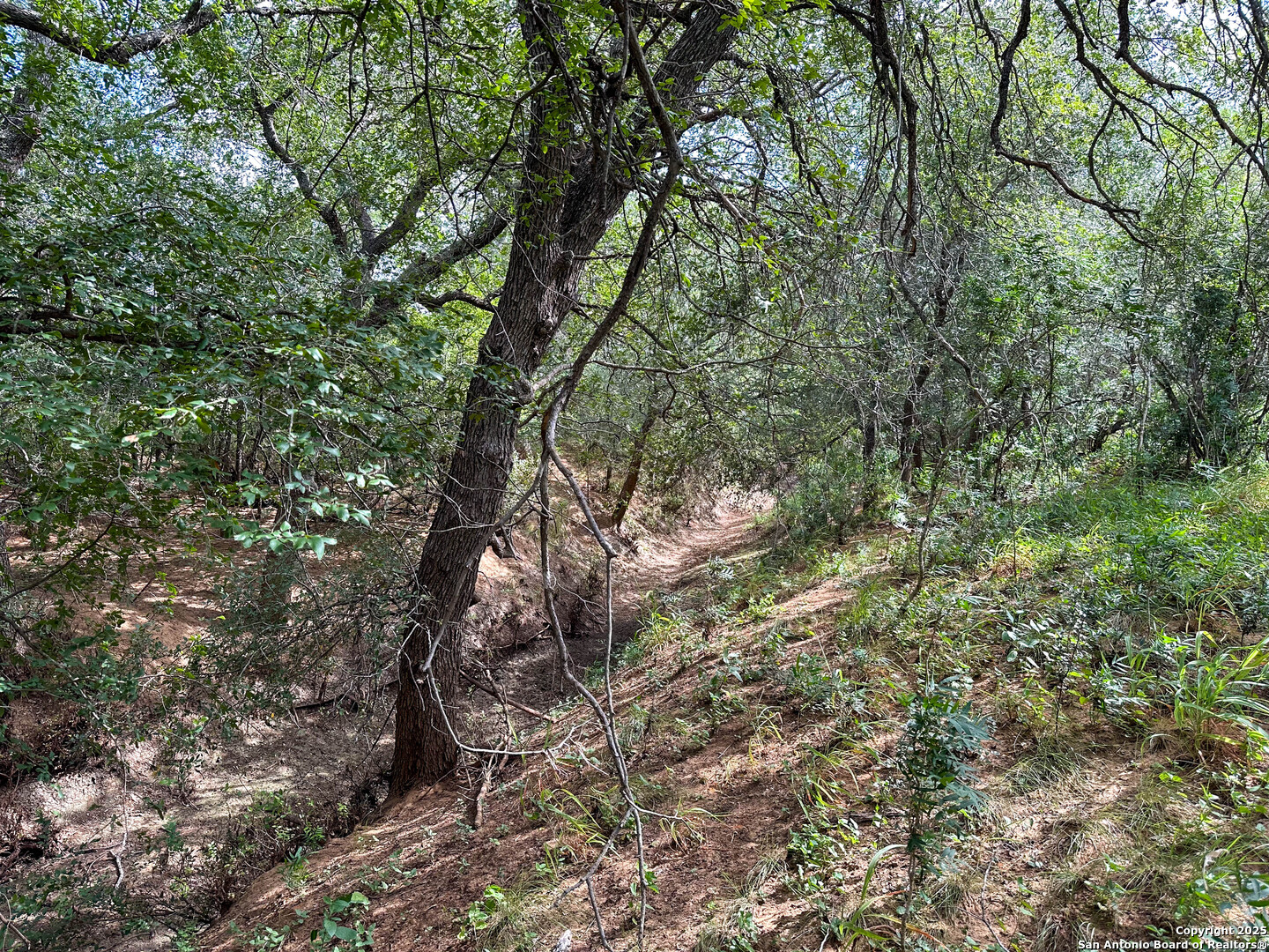 6451 Bluntzer Road Jourdanton, TX 78026 - Photo 43 of 51 a view of tree