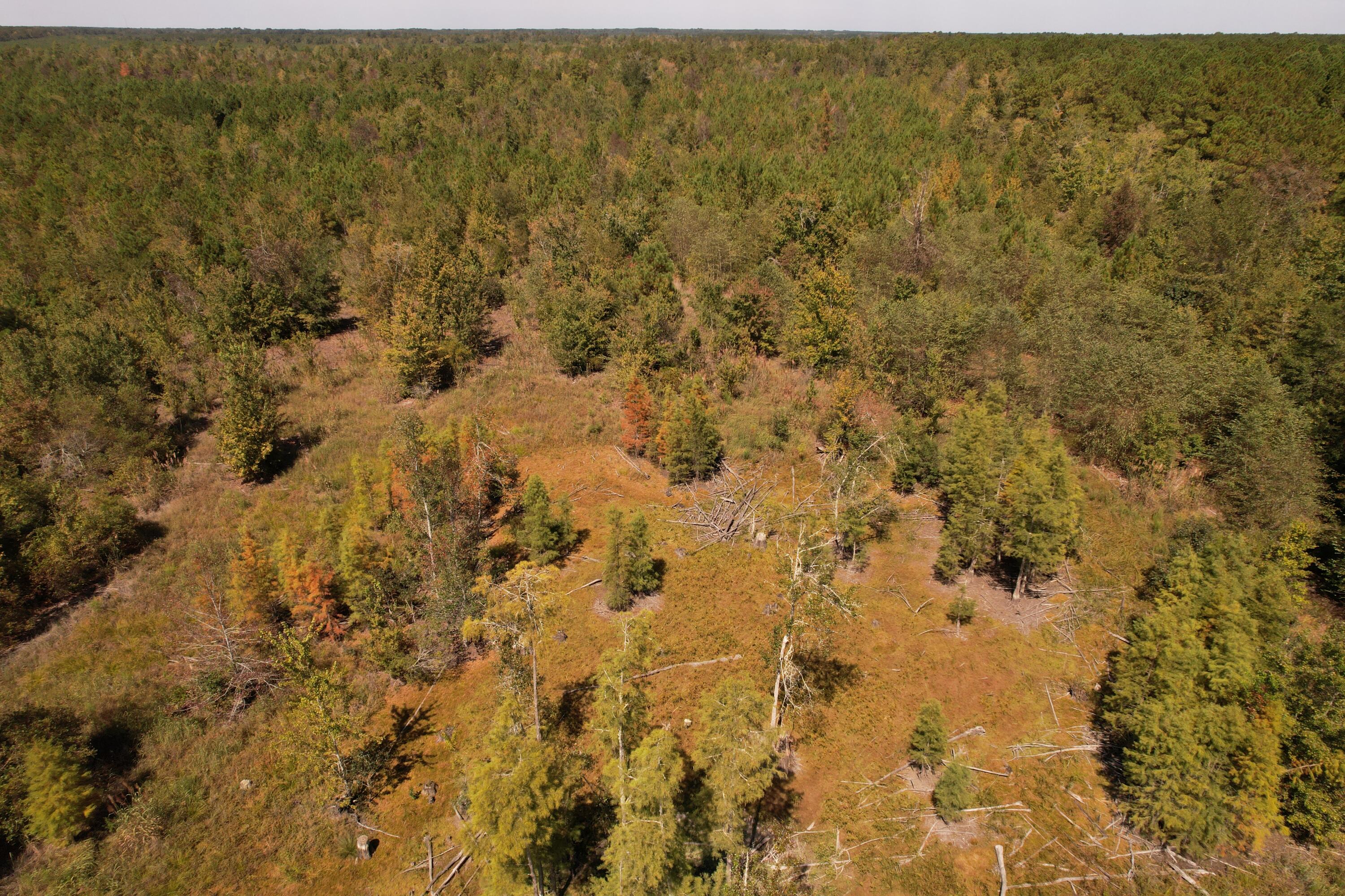 Tbd Old CC Camp Road Greeleyville, SC 29056 - Photo 8 of 12