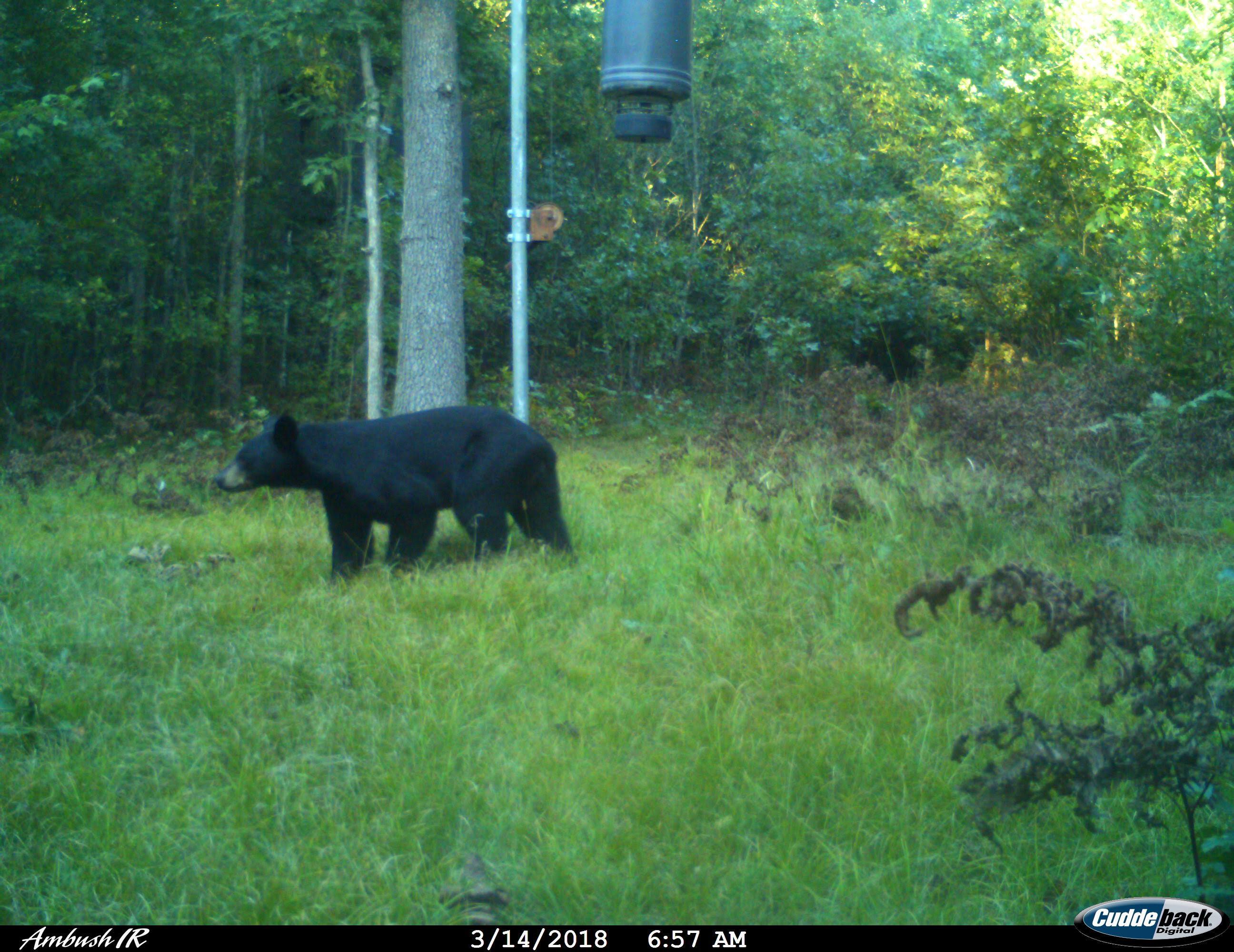 7 West Mile Road Irons, MI 49644 - Photo 21 of 49 Cdy00015