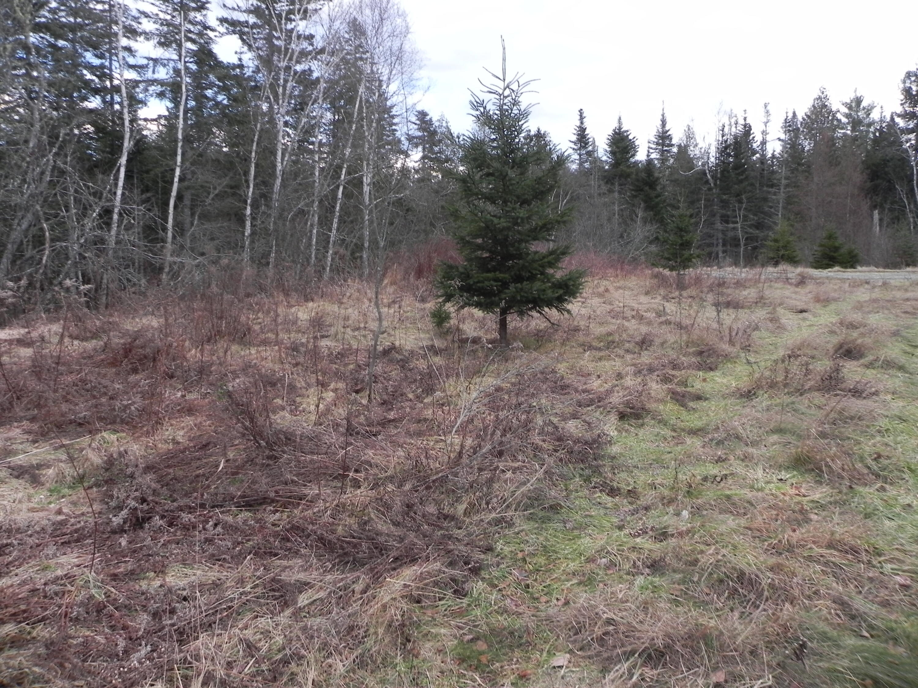 749 Us Route, Unit 1 Perry, ME 04667 - Photo 1 of 10 DSCN9985