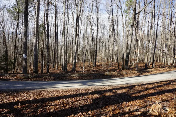 a view of a forest