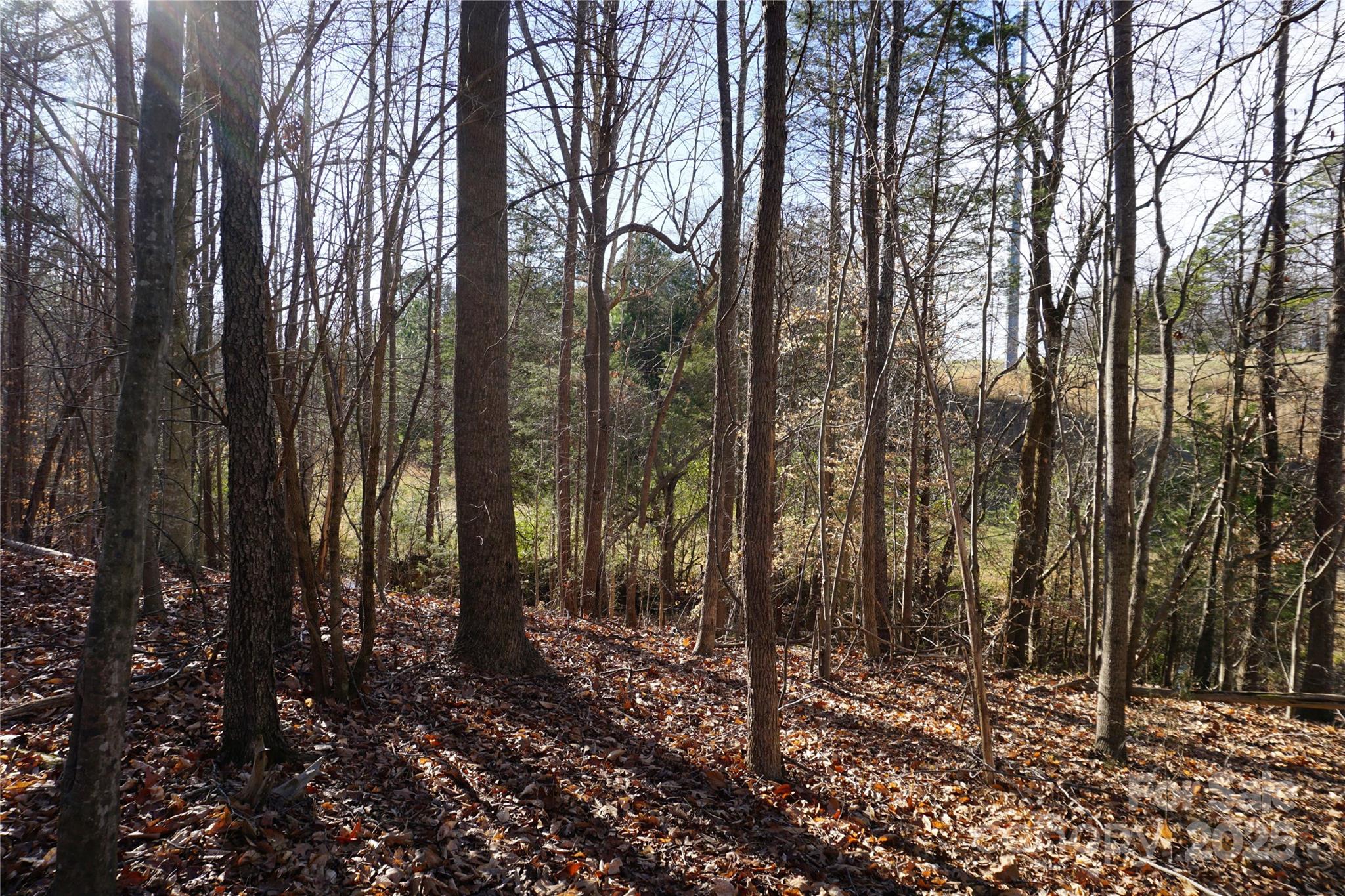 14-ac 14-ac Canipe Road, Unit LOT E Blacksburg, SC 29702 - Photo 10 of 16 a view of a forest filled with trees