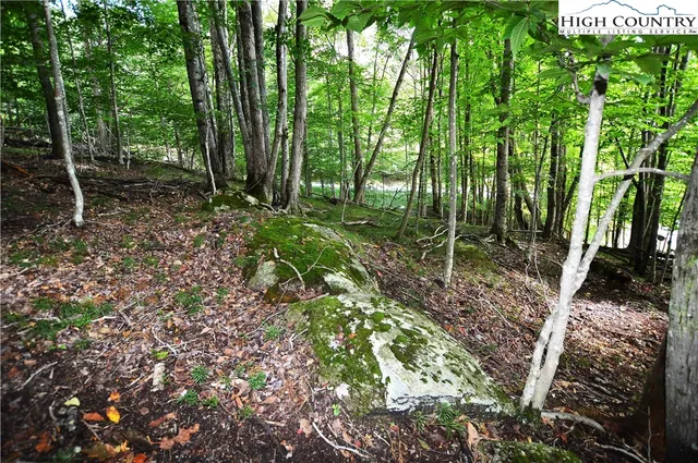 a flag is sitting in the middle of forest