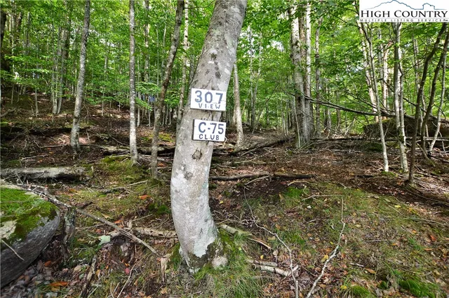 a backyard of a house with large trees and plants