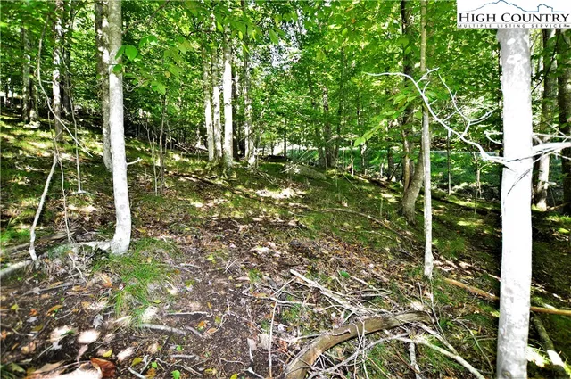 a view of a tree in a yard