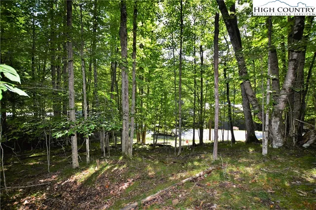 a view of a forest filled with trees