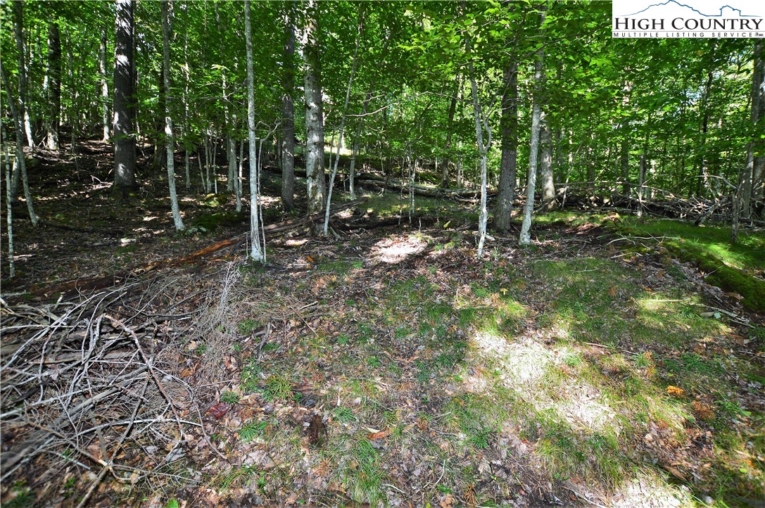 309 Overbrook Trail Beech Mountain, NC 28604 - Photo 10 of 21 a view of a forest filled with trees
