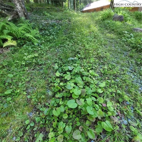 a view of a lush green forest
