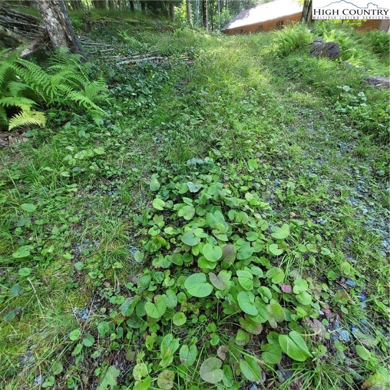 a view of a lush green forest