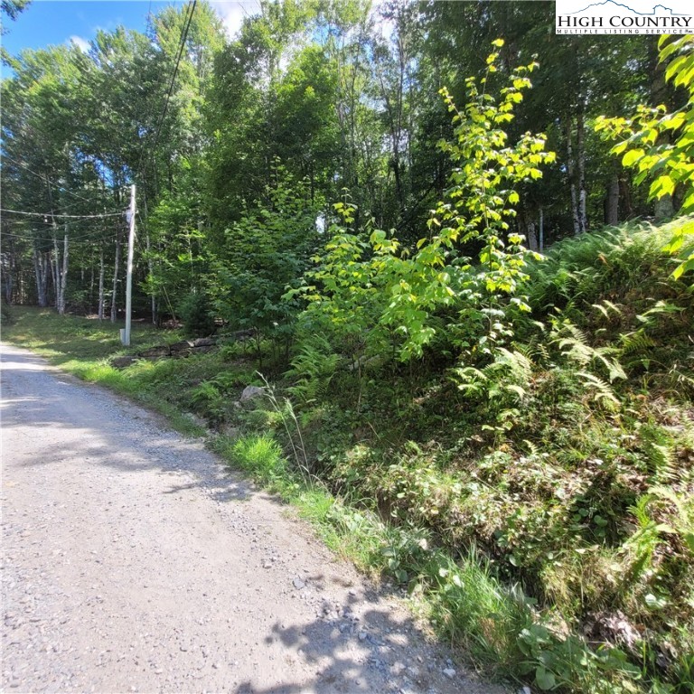 106 Woodridge Road Beech Mountain, NC 28604 - Photo 19 of 20 a view of a yard with plants and large trees