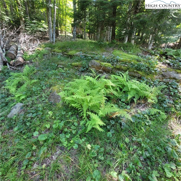 106 Woodridge Road Beech Mountain, NC 28604 - Photo 5 of 20 a view of a lush green forest