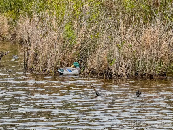 a view of a bathroom with shower curtain
